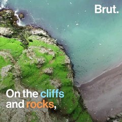 This bird regurgitates a revolting substance onto their predators