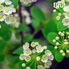 Blooming spring flowers