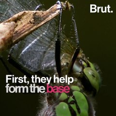 Hippopotamuses feces are extremely important for life on Earth