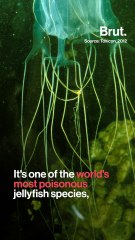 The box jellyfish is one of the most feared animals