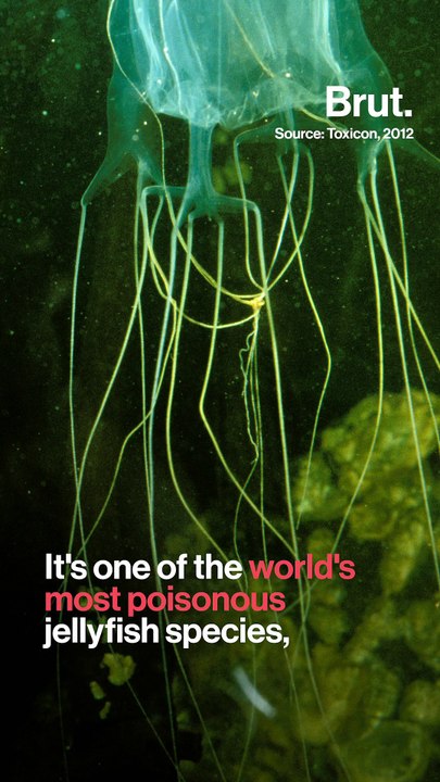 The box jellyfish is one of the most feared ani...