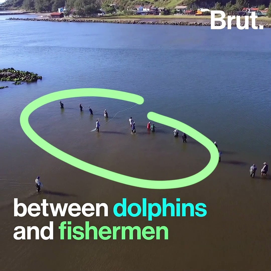 ⁣Brazil: dolphins working alongside fishermen