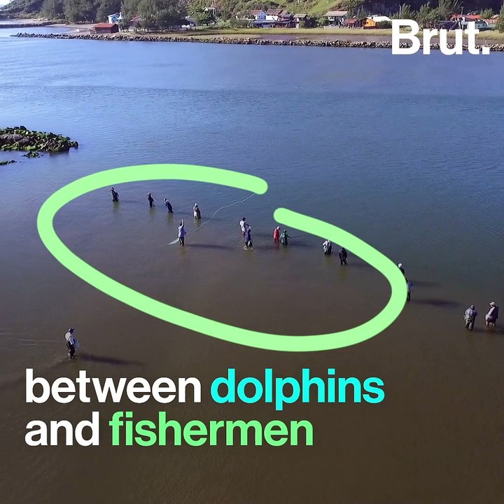 Brazil: dolphins working alongside fishermen
