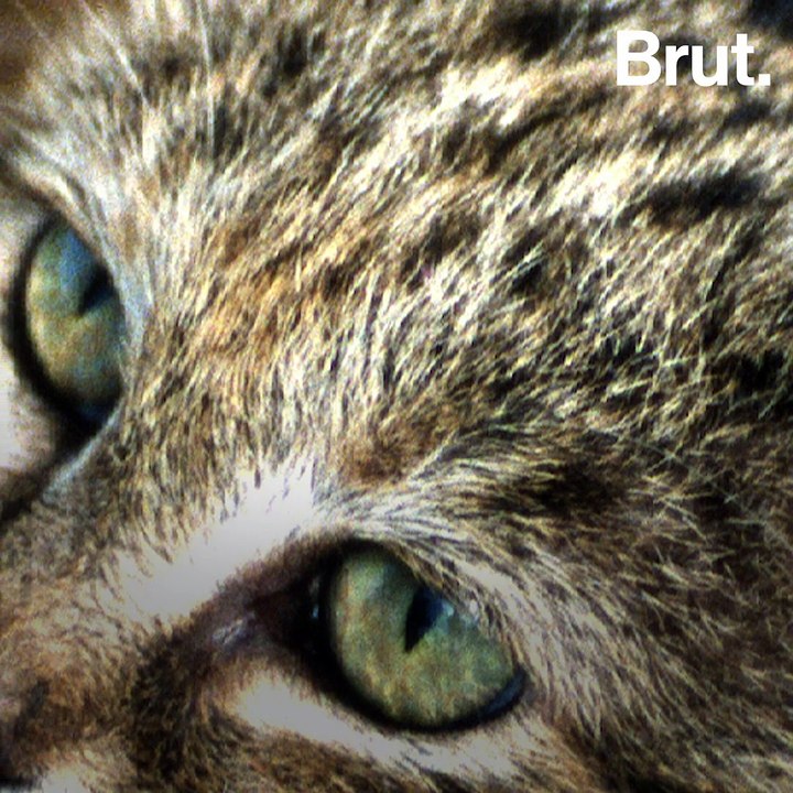 These animals are the world's best hunters