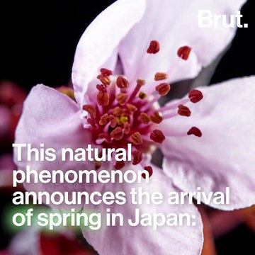 When the cherry trees blossom