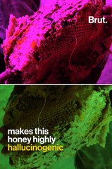 Nepal: the death-defying honey hunters