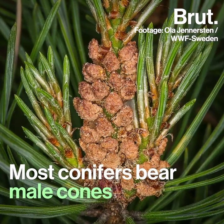 What are the purposes of pine cones?