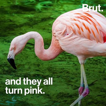 Why flamingos are pink