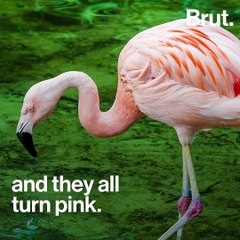 Why flamingos are pink