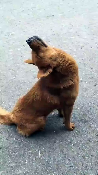 Funny video