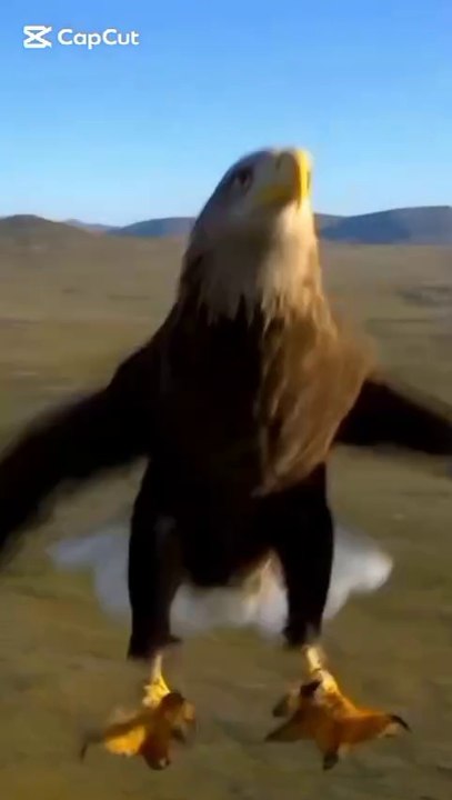 eagle vs fox