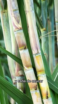 Chimenea en Escobedo con más de 100 años: aquí te decimos dónde