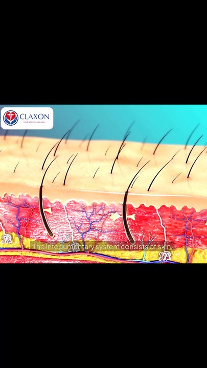 🔥 The Integumentary System Explained in 60 Seconds! #Shorts