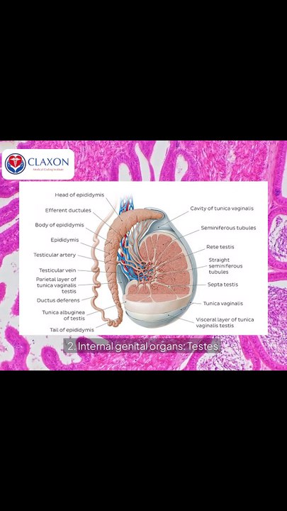 🌸 The Reproductive System Explained in 60 Seconds!