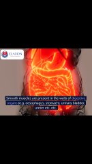 👉 Understanding Muscle Physiology: How Muscles Work Explained! 💪