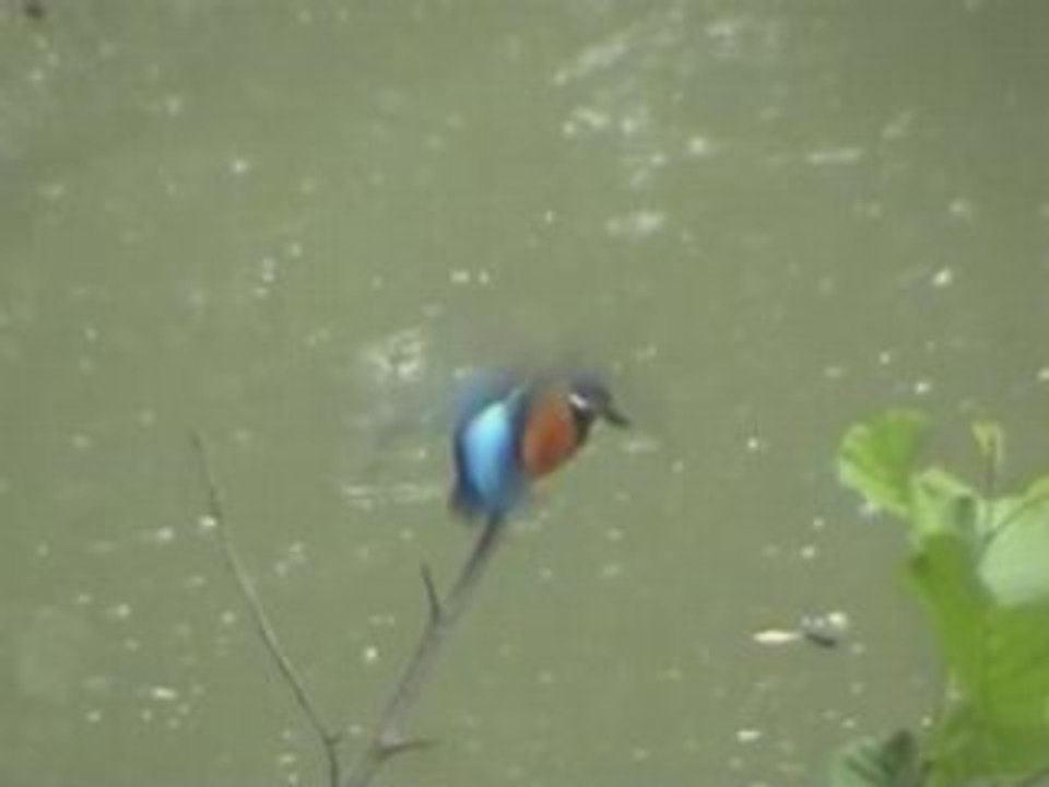 Le martin pêcheur plonge