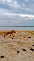 Powerful Donkey  Comes From Powerful Place #maxrecords #larkana #sindh #pakistan #villagelife #nature #village #sindhi