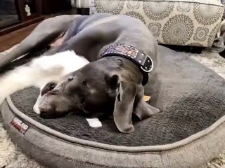 🐾 Welcome to our latest adventure in the world of pets! In this paw-sitive