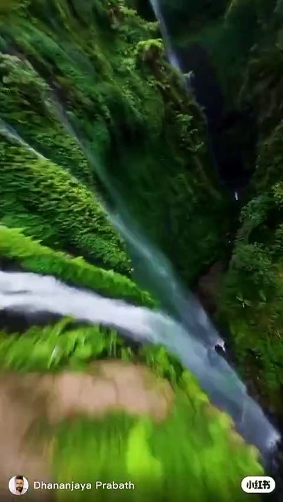 The Healing Power of Forests: Why Nature is Good for You