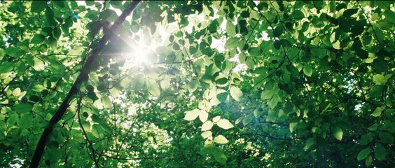 Bambi - Eine Lebensgeschichte aus dem Wald | movie | 2024 | Official Trailer