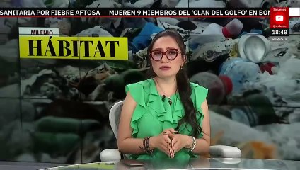 Habitantes de Sisal, Yucatán devastan manglares para construir sus viviendas | Milenio Hábitat