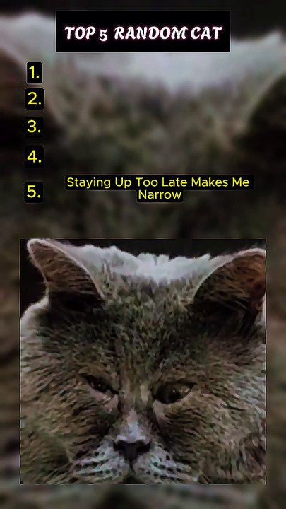 Top 5 Funny Face Cat