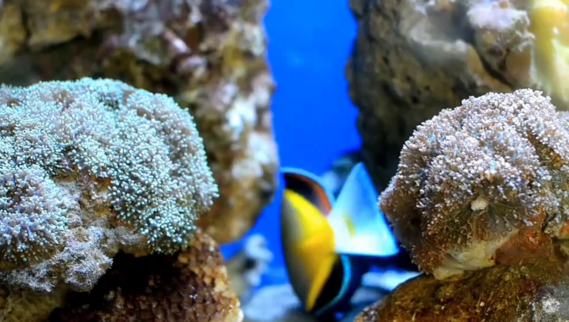 Relaxing Music , Stress Relief Music, Sleep Music,