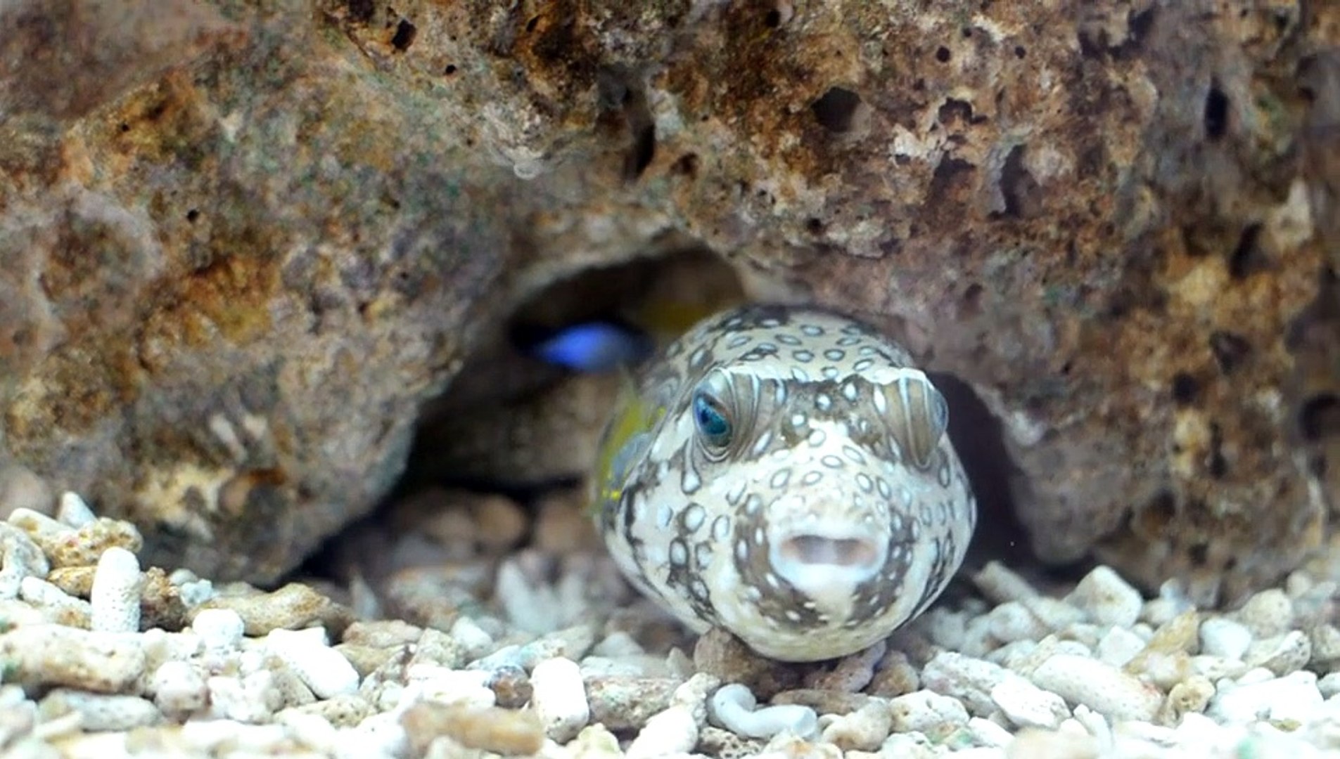 Relaxing Music , Stress Relief Music, Sleep Music,