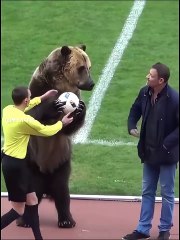 Real Panda and cat in footbal😄😄😄