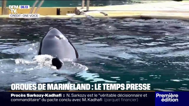 Marineland: le sort des orques et des dauphins inquiète les associations de protection animale