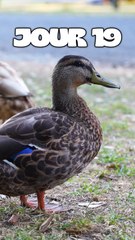 JOUR 19 : Je veux un canard à la maison