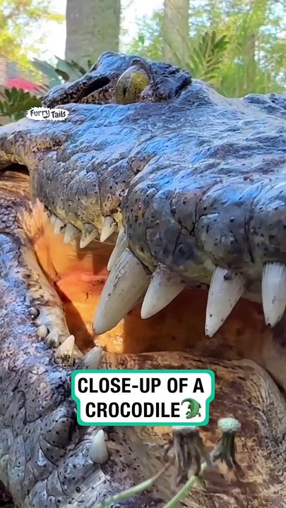 Lach dich schlapp mit Lustige Pfoten Ч. 9