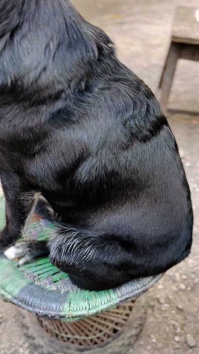 Dog