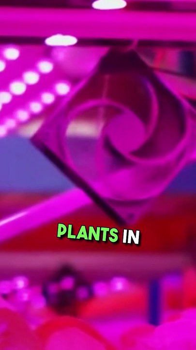 Genesis: Feeding the Future in Space 🌱🚀