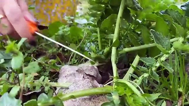 Village Girl LifeStyle： Daily Routine in The Village ｜ Rural Vlog ｜ Simple Food