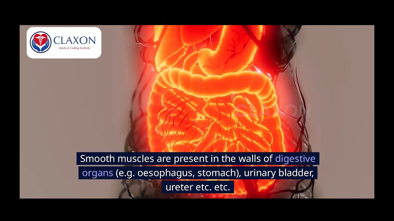The ABSOLUTE BEST Way To Understand MUSCLE Physiology