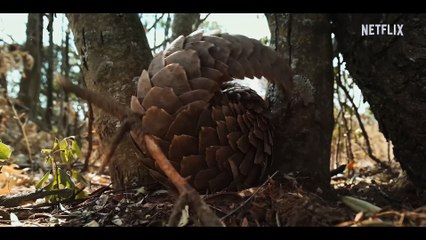 Pangolin: Kulu's Journey | movie | 2025 | Official Trailer