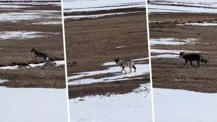 Karlı arazide tek başına ilerleyen kurt böyle görüntülendi