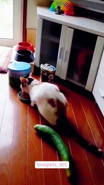 funnycat