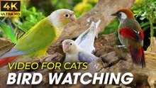 Video For Cats - Birds and Squirrels for Cats to Watch in Winter - CatTV Central