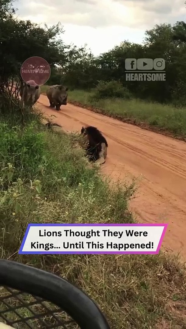 ⁣When Lions Meet Rhinos… Not So Fearless After All!  | Heartsome 💖
