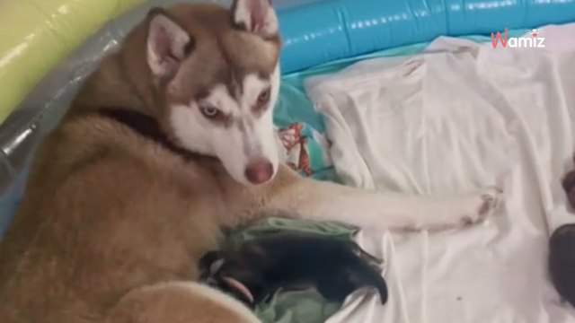 Frau adoptiert lieben Husky: Zu Hause fällt sie allerdings vom Glauben ab