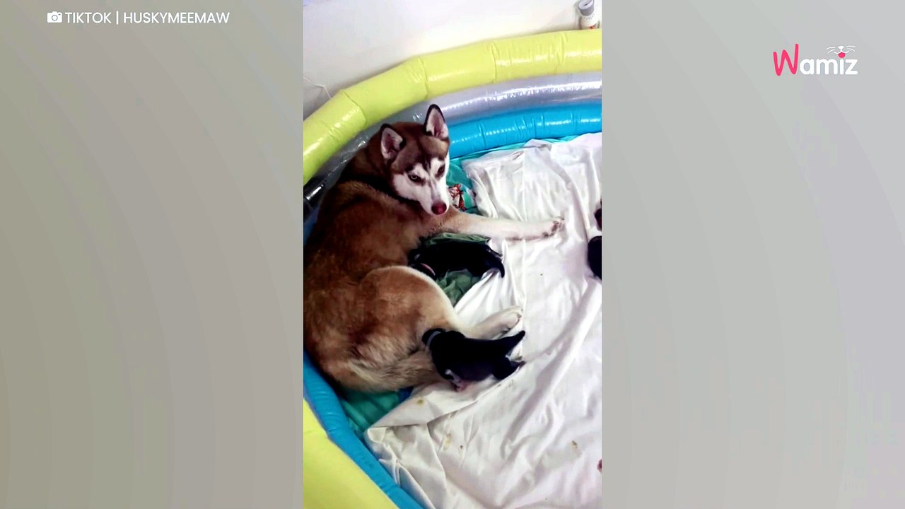 Frau adoptiert lieben Husky: Zu Hause fällt sie allerdings vom Glauben ab