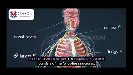 "How the Respiratory System Works!  | Human Body Explained"