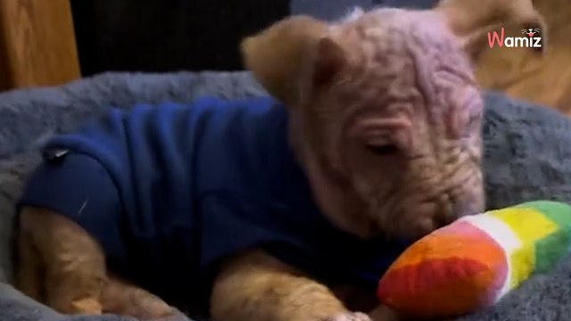 Verlassener Welpe mit Kritzeleien bedeckt: Spektakuläre Verwandlung nach wenigen Wochen (Video)