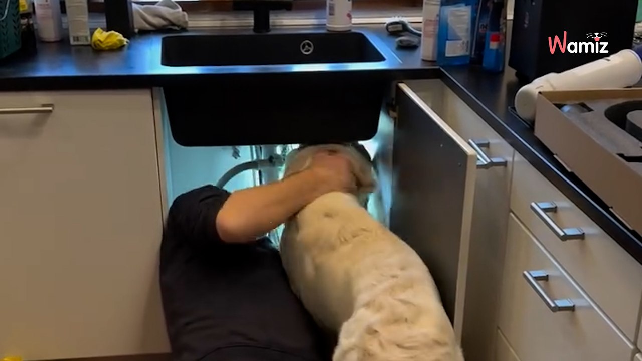 Ein Klempner will ein verstopftes Waschbecken freimachen: Er bekommt unerwartete Hilfe auf vier Pfoten