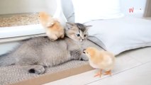 Süßes Kätzchen sieht zum ersten Mal Küken: Seine Reaktion lässt Millionen Herzen zum Schmelzen! (Video)