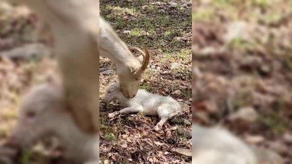 Il miracolo della vita, ripresa in diretta la nascita di una piccola capretta