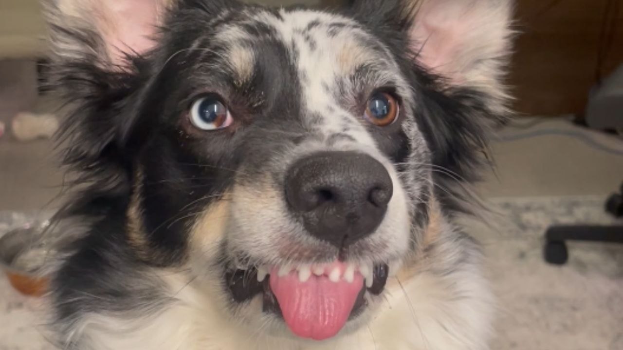 Playful Border Collie tosses toys over the door to invite playmates