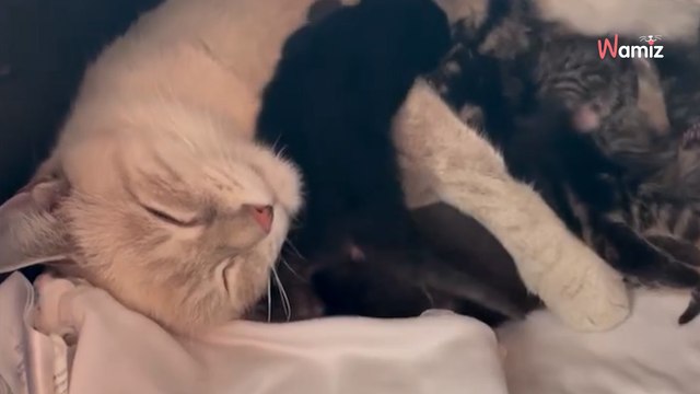 Frau rettet eine frierende Katze: 24 Stunden später ist sie fassungslos, was unter ihrem Bett liegt